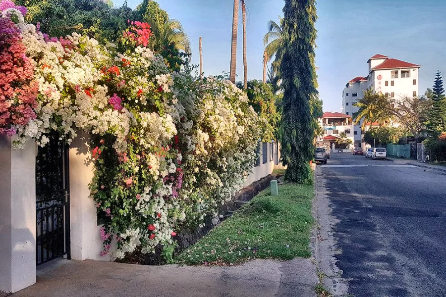 Wasawasa Road at Wailoaloa Beach, Nadi, with bougainvillea over the gates
